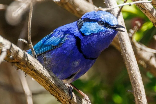 Tiny brilliant blue songbird with black collar.