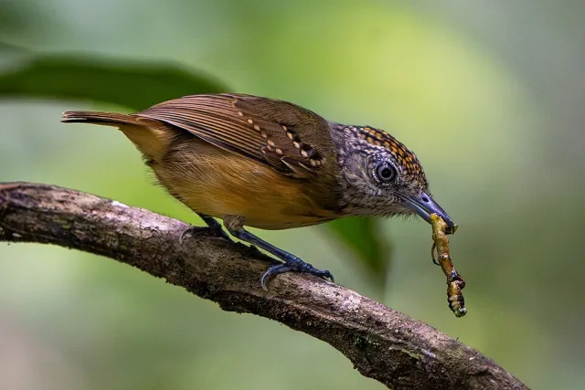 Small brown bird with speckles on the head.