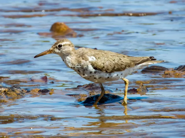 Gray brown wader with cream belly and dark spots.