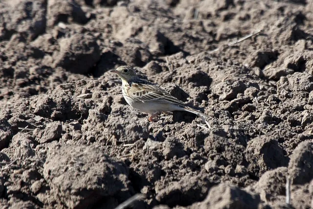 Brown and cream streaky small bird walking through dirt.