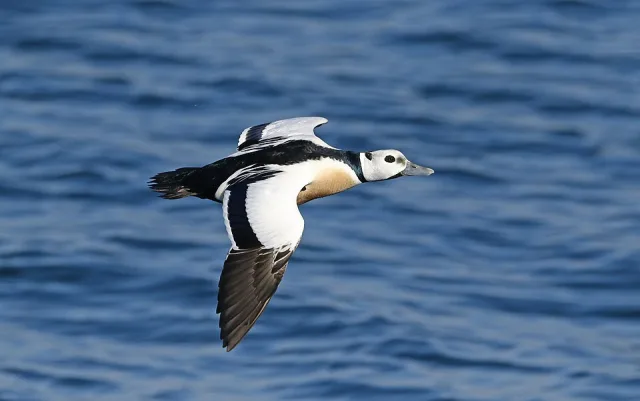Brightly colored duck with black tail and head, buff flanks, white head.