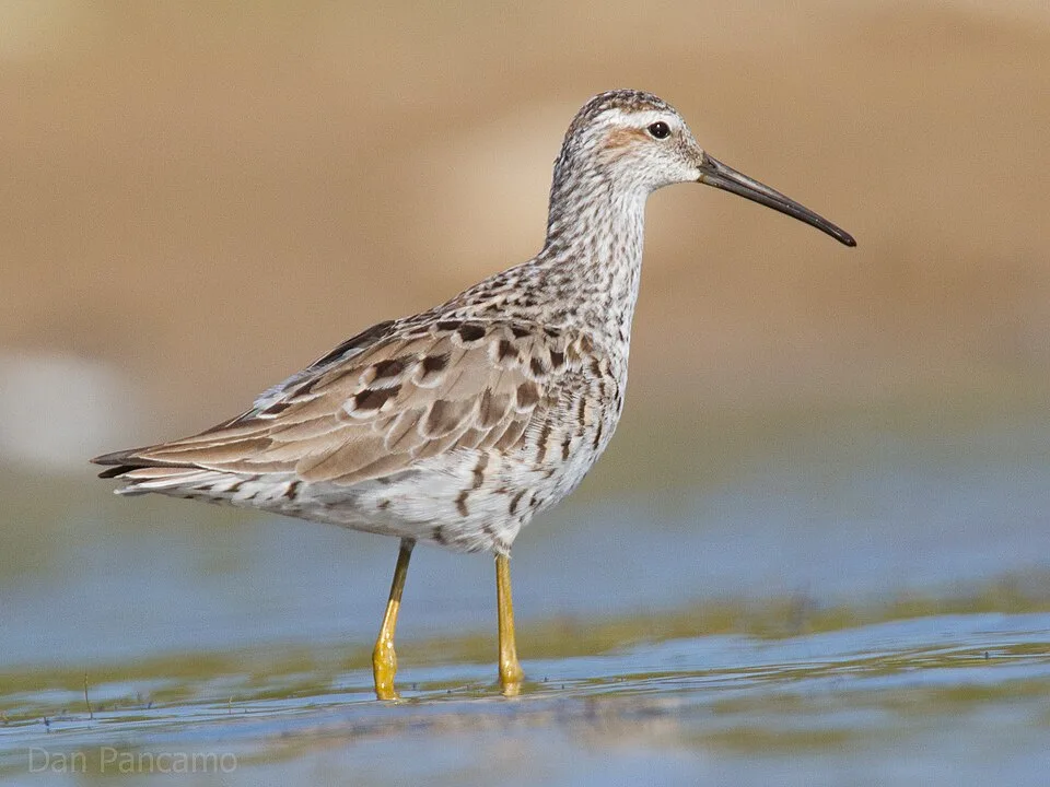 Large shorebird with brown splotchy plumage, long legs and long bill.