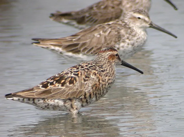 Large shorebird with brown splotchy plumage, long legs and long bill.