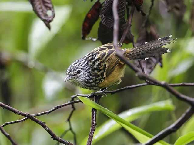 Brown bird with streaky black and white head.
