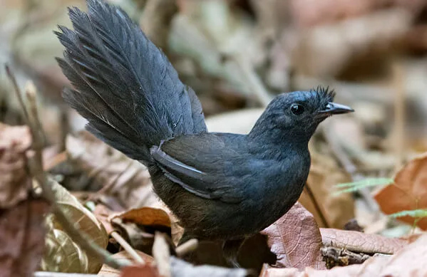 Black bird on the forest floor with bristles above the bill and stiff, upright tail.