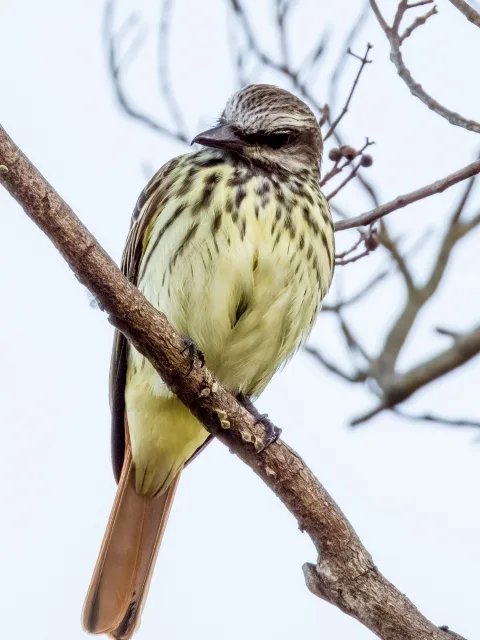 Large flycatcher with lemon belly and chest and brown streaks.