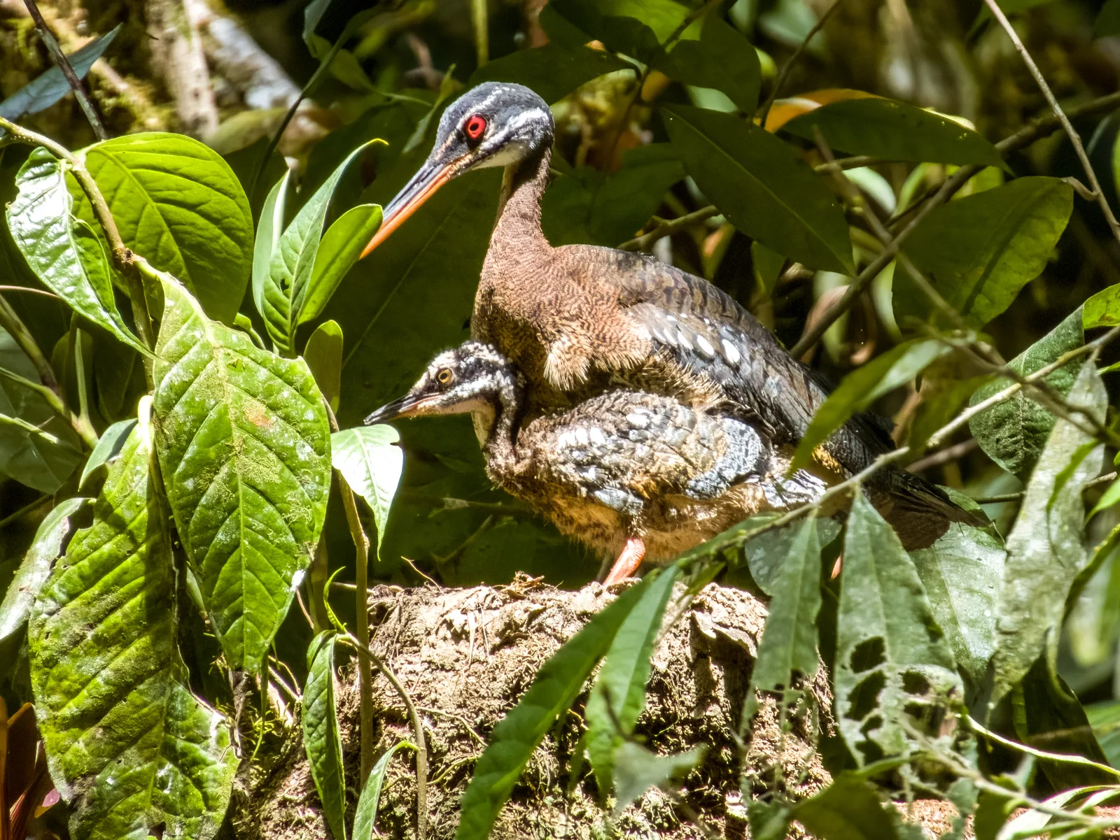 Large mottled brown bird with red eye and a chick sitting close by.