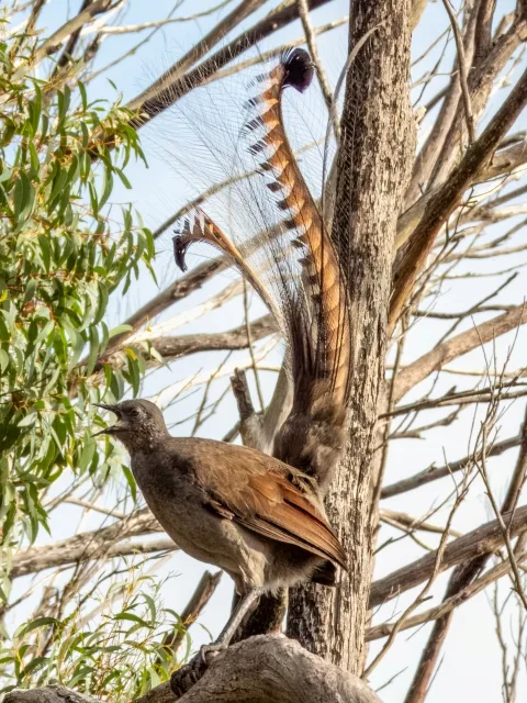 Brown pheasant like bird with very long tail feathers shaped like a lyre.