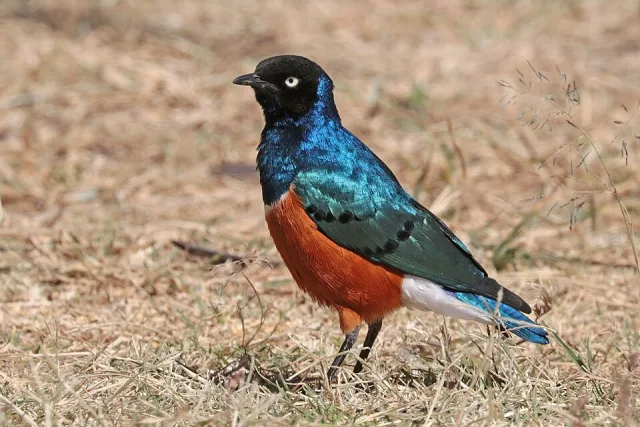 Glossy starling with blue black, dark head and dark orange belly.
