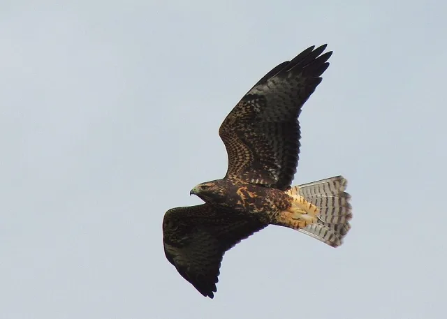 Large dark hawk with pale belly and tail.
