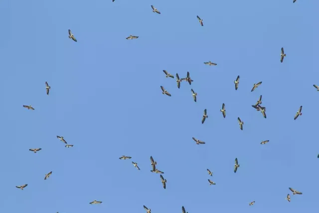 A huge number of hawks soaring together high in the sky.
