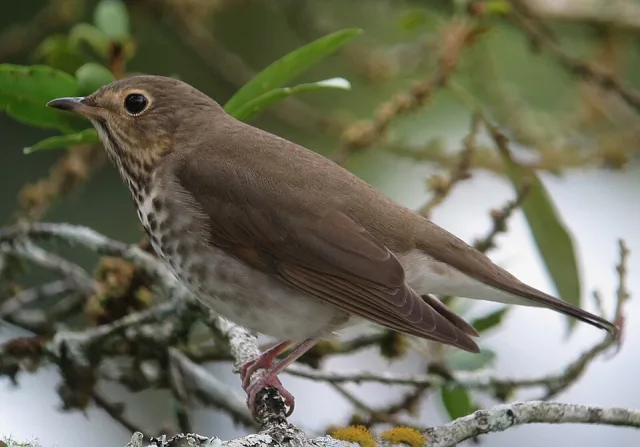 Plain brown thrush with pale streaky front.