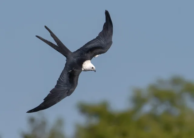 Very large bird of prey with black wings, white body and head and long forked tail.