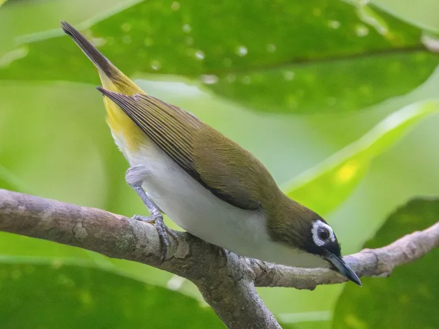 Olive green bird with pale front and thick white eye ring.
