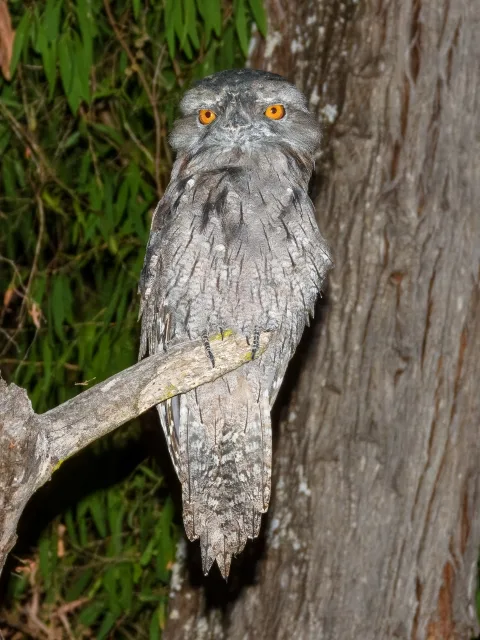 Large grey owl like bird with bright orange eyes.