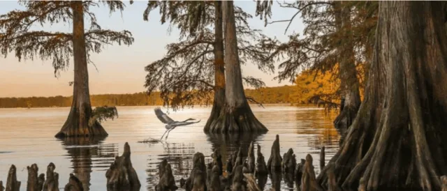 Tennessee Reelfoot State Park Scene
