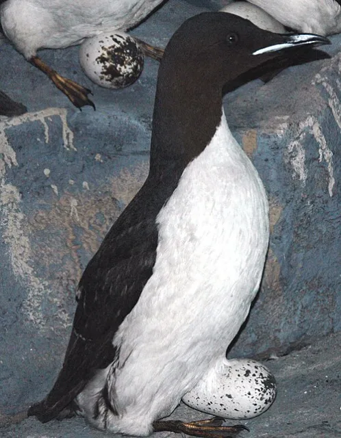Black seabird with white front, sitting on an egg.