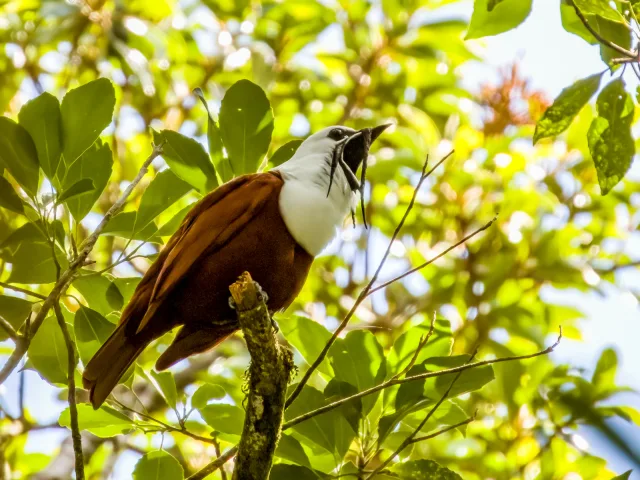 Brown bird with white head and 3 long wattles from the bill.