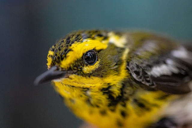 Small songbird with black, yellow and brown patterning.