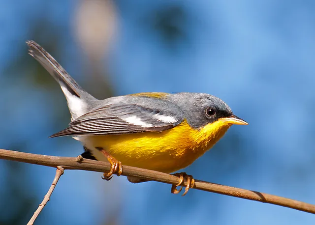 Small blue backed bird with yellow underparts.