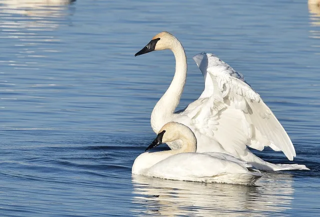 Large pure white waterbird with black bill.