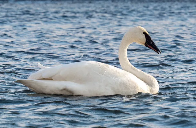 Large pure white waterbird with black bill.