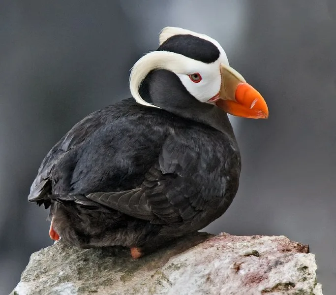 Striking black seabird with white facial patch and crown and bright orange bill.