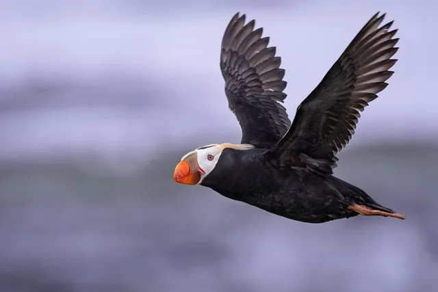 Striking black seabird with white facial patch and crown and bright orange bill.