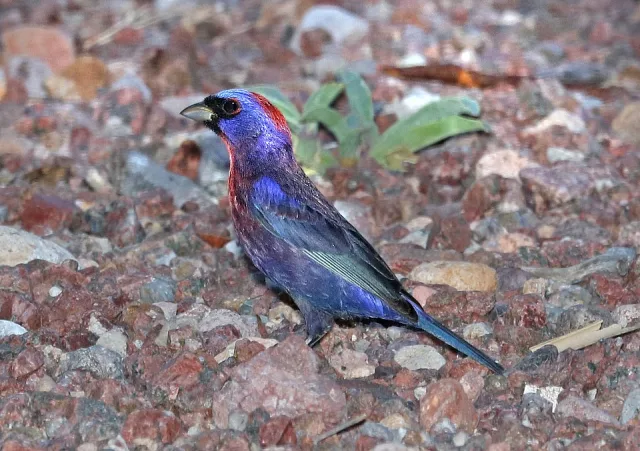 Dark but colorful stocky finch with bright red and blue plumage.