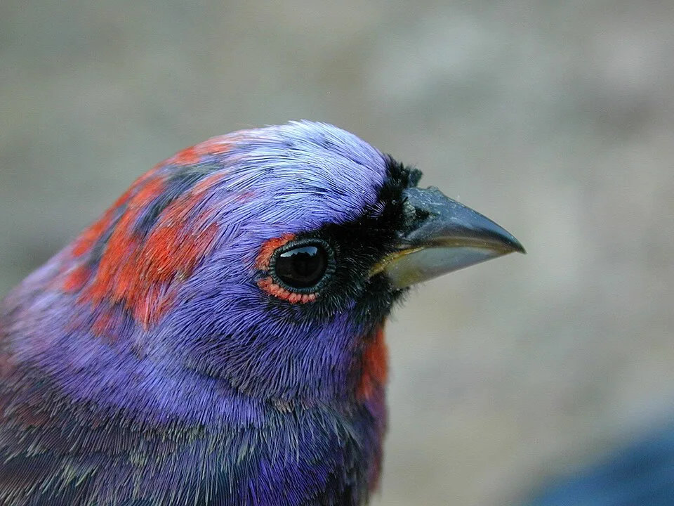 Dark but colorful stocky finch with bright red and blue plumage.