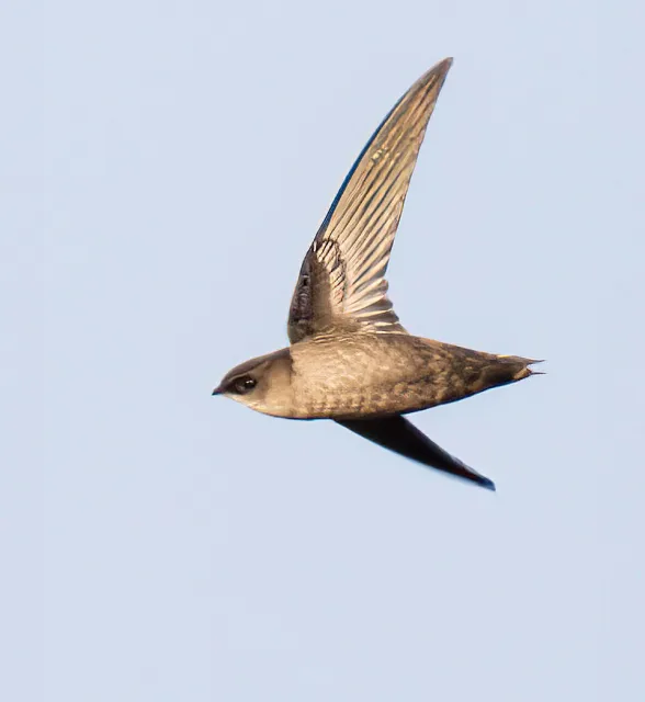 Small aerial bird with dark feathers and pointed wings.