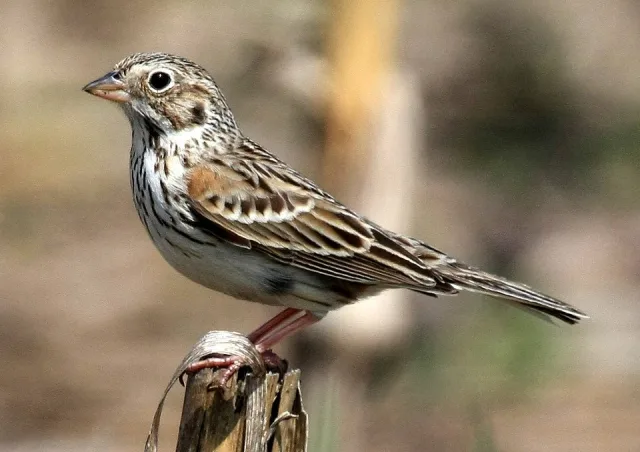 Large and very streaky sparrow with dark brown streaky back.
