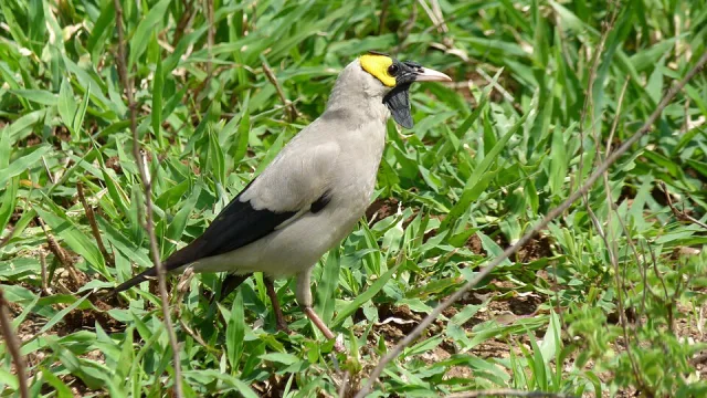Gray starling with black wings, yellow head and black wattles.
