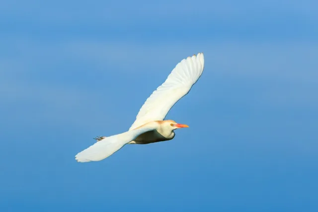 White egret with orange patches on the breast and crown.