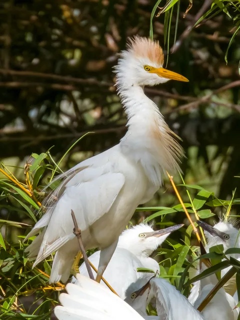 White egret with orange patches on the breast and crown.