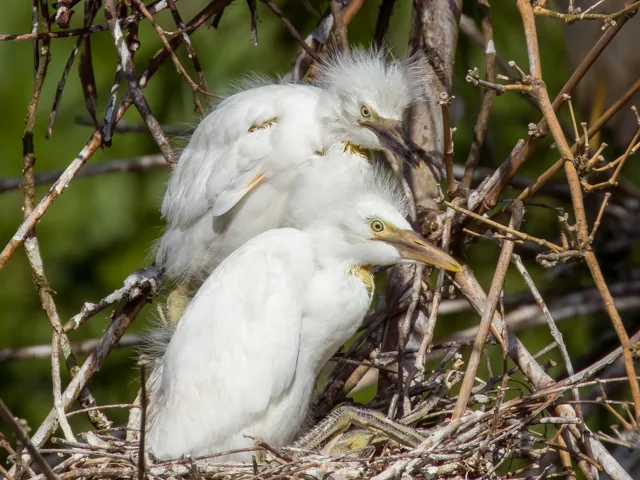 Pair of half grown white egret chicks.