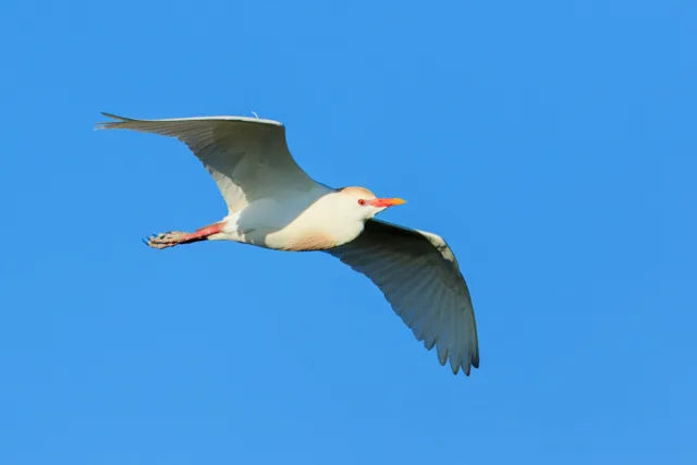 White egret with orange patches on the breast and crown.
