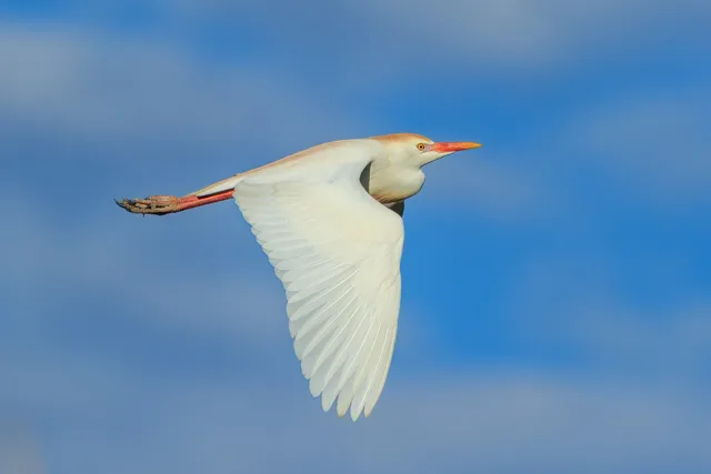 White egret with orange patches on the breast and crown.