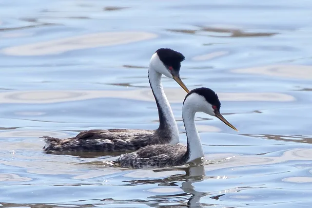 Long necked dark waterbird with white neck and red eye.