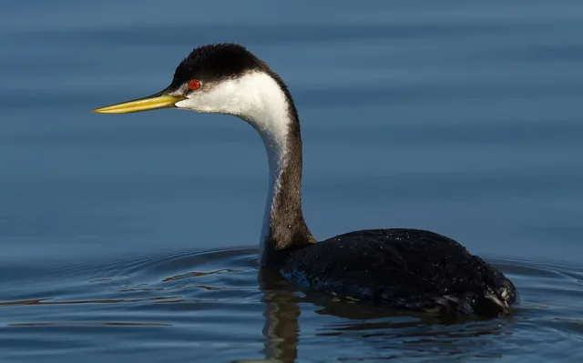Long necked dark waterbird with white neck and red eye.