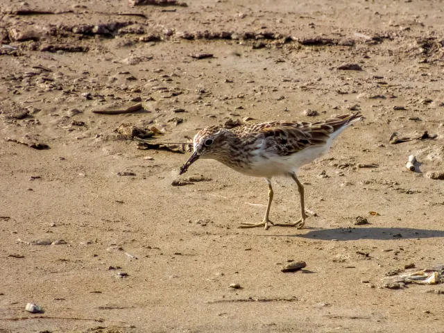 Small brown and cream patterned wader with cream underparts.
