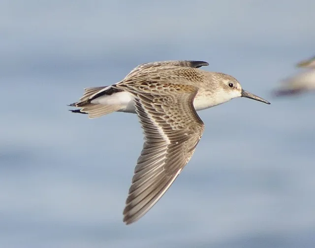 Small shorebird with gray streaky plumage in flight.