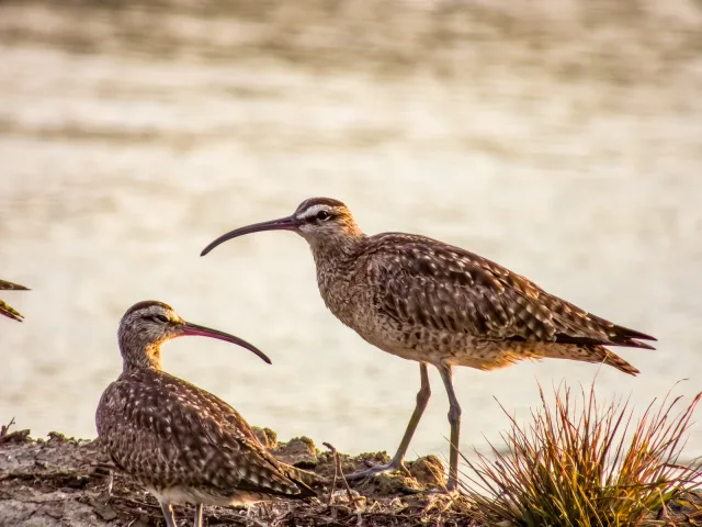 Large mottled brown shorebird with long decurved bill.