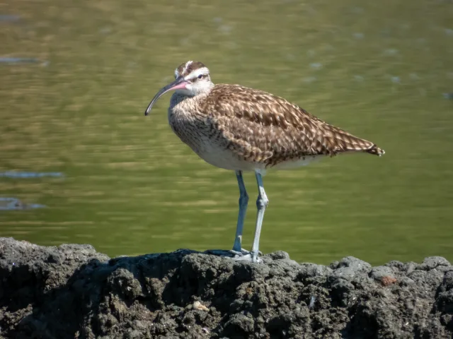 Large mottled brown shorebird with long decurved bill.