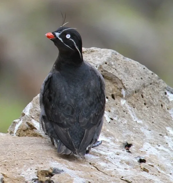 Small black seabird with white eye stripe, red bill and tufts above it.