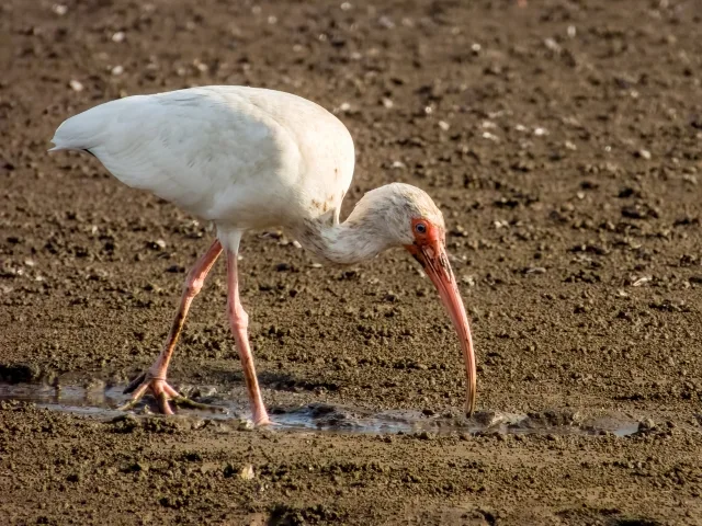 Pure white wading bird with long pink legs and bill.