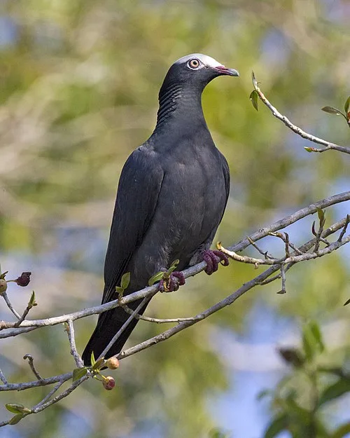 Dark gray large pigeon with bright white crown.