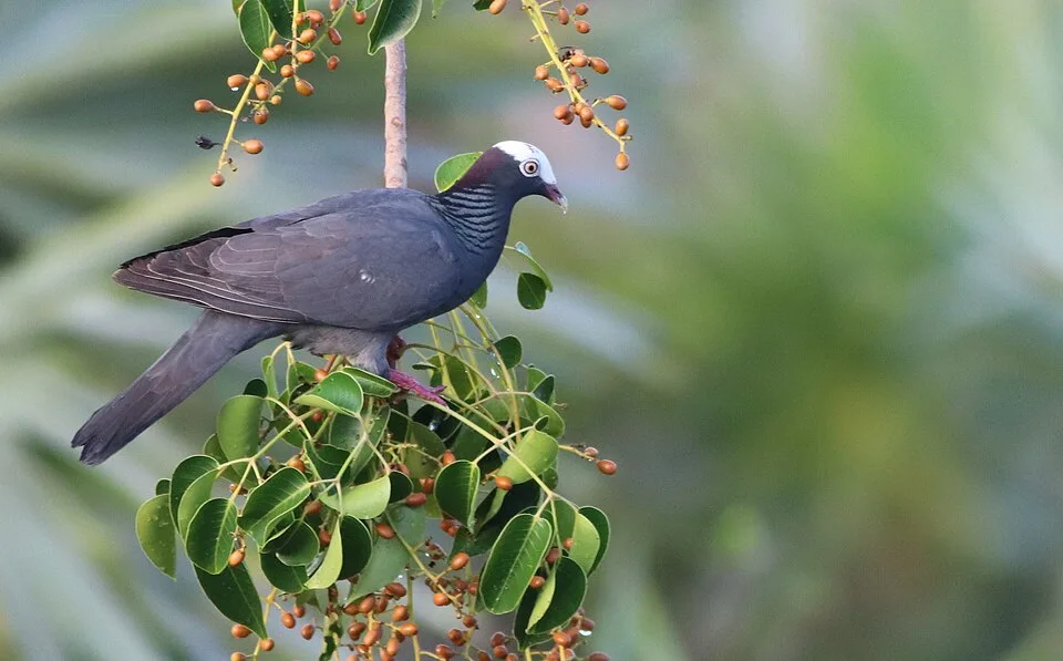 Dark gray large pigeon with bright white crown.