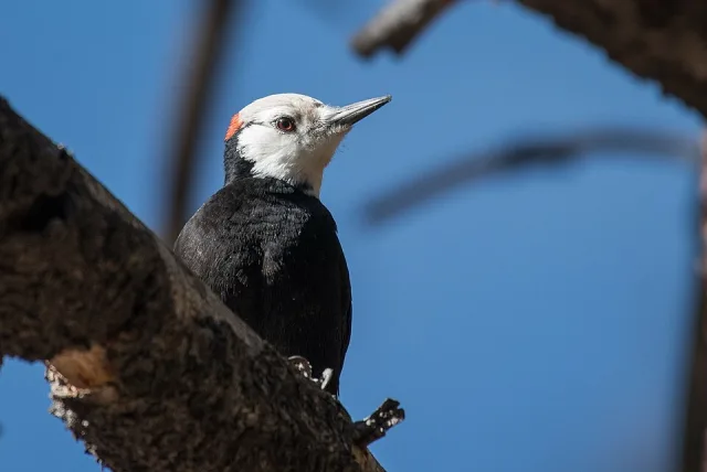 Small dark woodpecker with bright white head.