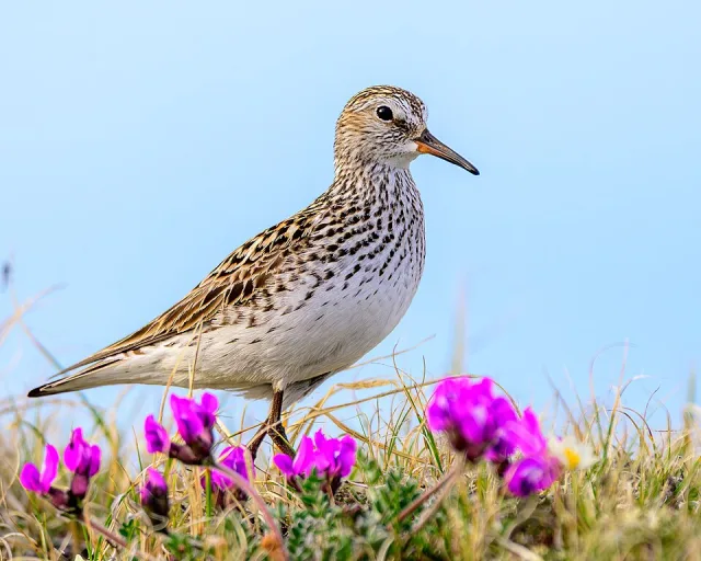 Pale shorebird with speckled breast and darker back.